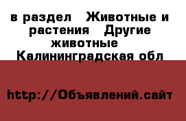  в раздел : Животные и растения » Другие животные . Калининградская обл.